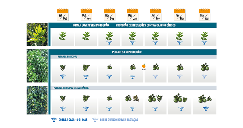 fundecitrus-infografico-a