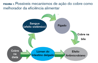 graf-suinos-antibacteriano