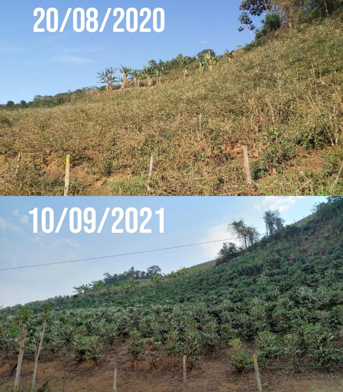antes-e-depois-ateg-cafeforte-em-tombos