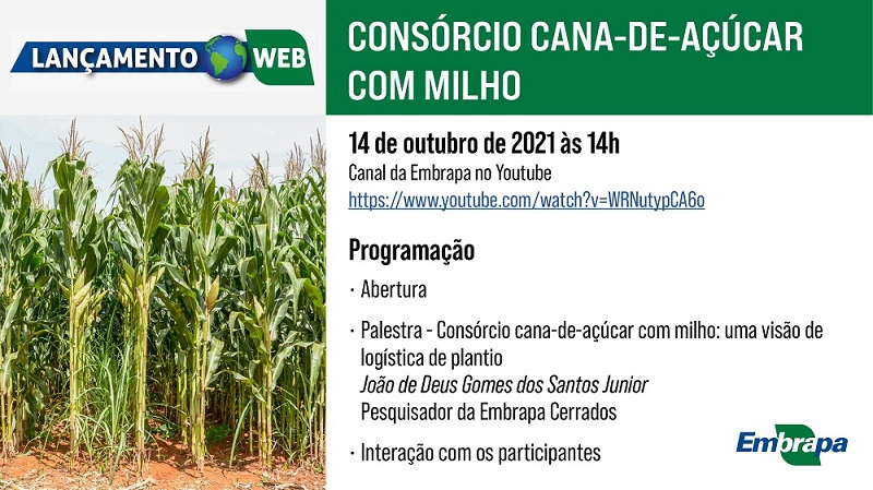 milho-cana