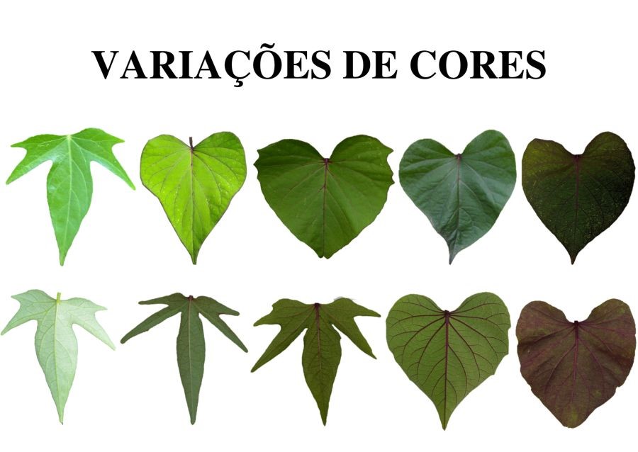 variações-de-cores