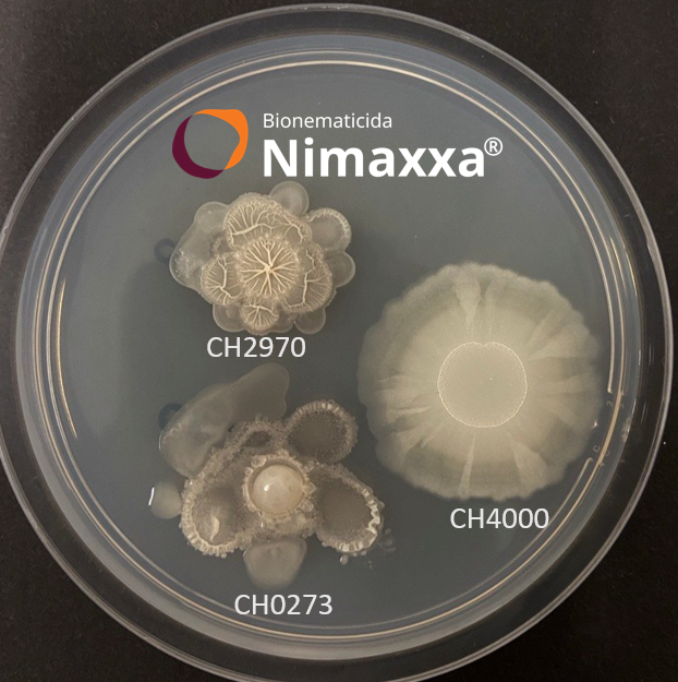 upl-bionematicida-bioestimulante-nimaxxa