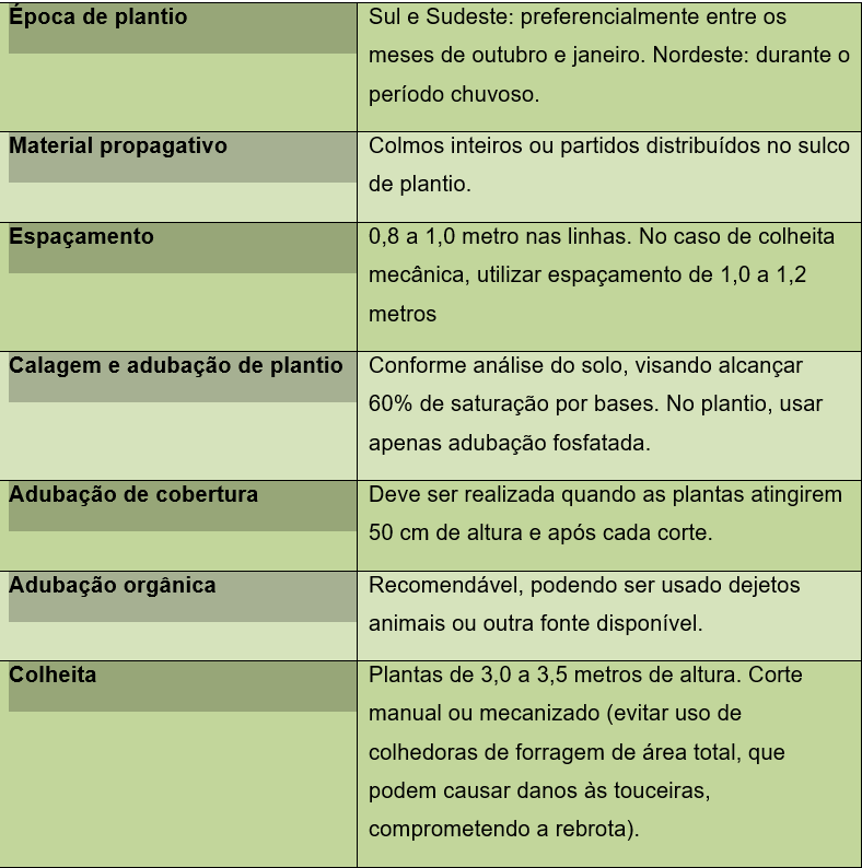 brscapiacu-tab-plantio