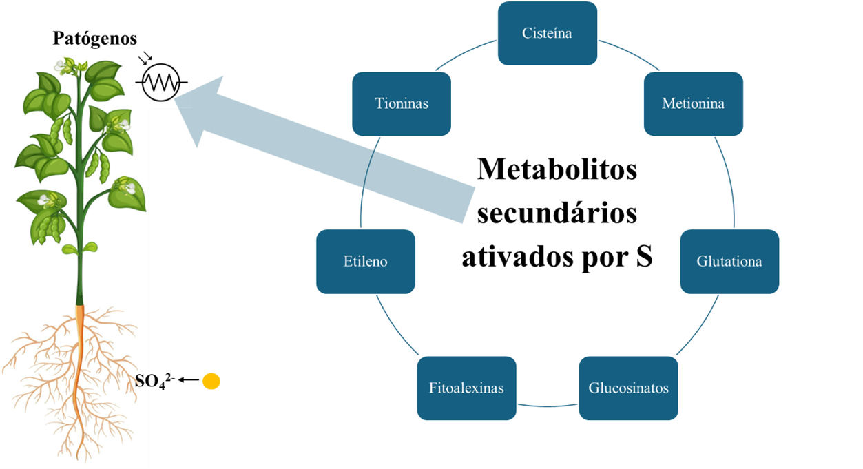 sanidade-cultivo-im2