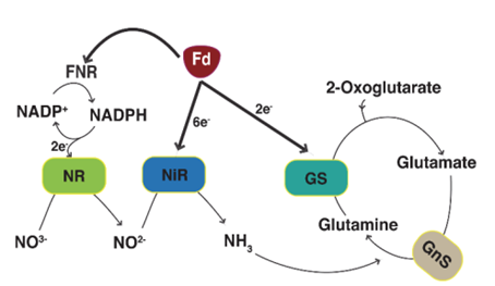 sanidade-cultivo-im3