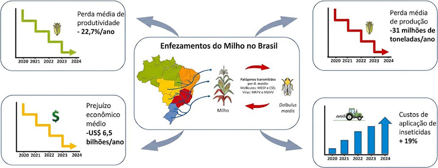 radiografia-enfezamentoscigarrinha-infografico