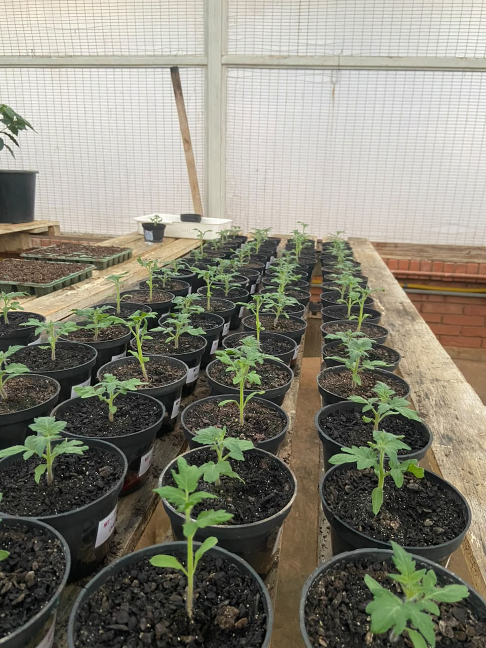 pesquisa-tomate-1