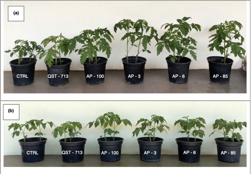 bacilos-tomates-plantas-controle-de-estresse