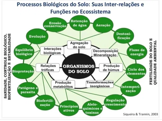 organograma-solos