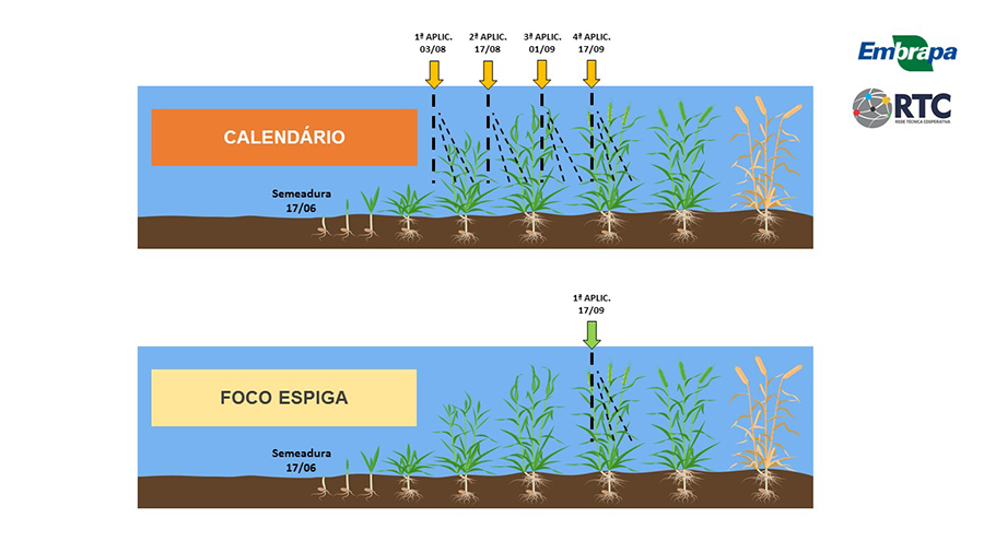 genetica-trigo-embrapa-2