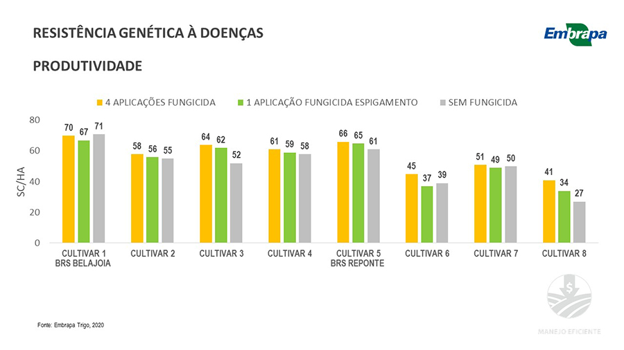 genetica-trigo-embrapa-3