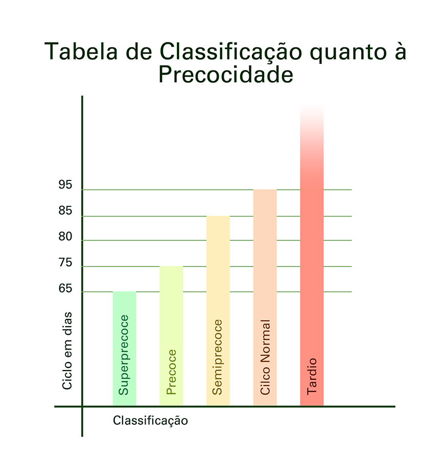 feijao-precoce-radiante-graos-graf