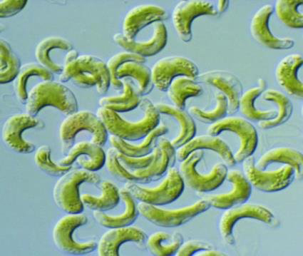 oaaq-biomarcadores-aquaticos-alga