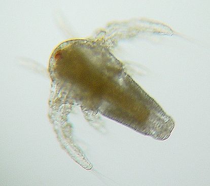 oaaq-biomarcadores-aquaticos-artemia