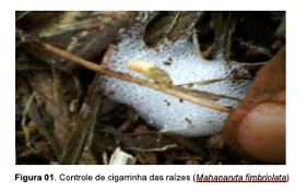 netafin-artigo-0