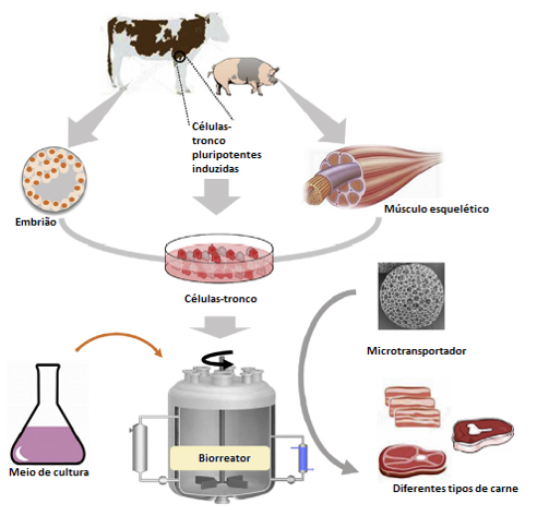 carne-laboratorio-sc-infografico